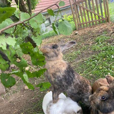 Andrella Auszeithof - Schlaferlebnis Im Holzfass Hotel Friedersbach Buitenkant foto