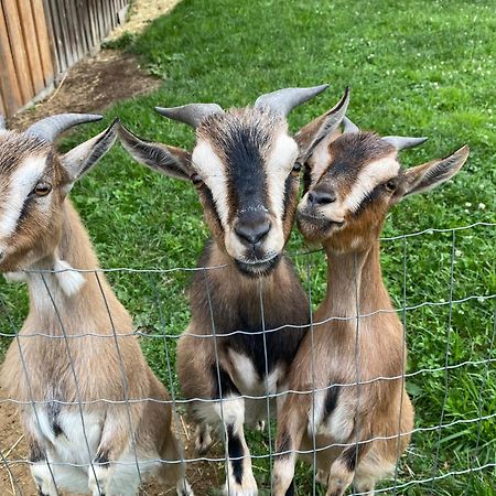 Andrella Auszeithof - Schlaferlebnis Im Holzfass Hotel Friedersbach Buitenkant foto